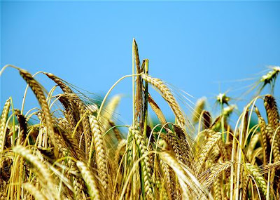 Σίκαλη Σίκαλη