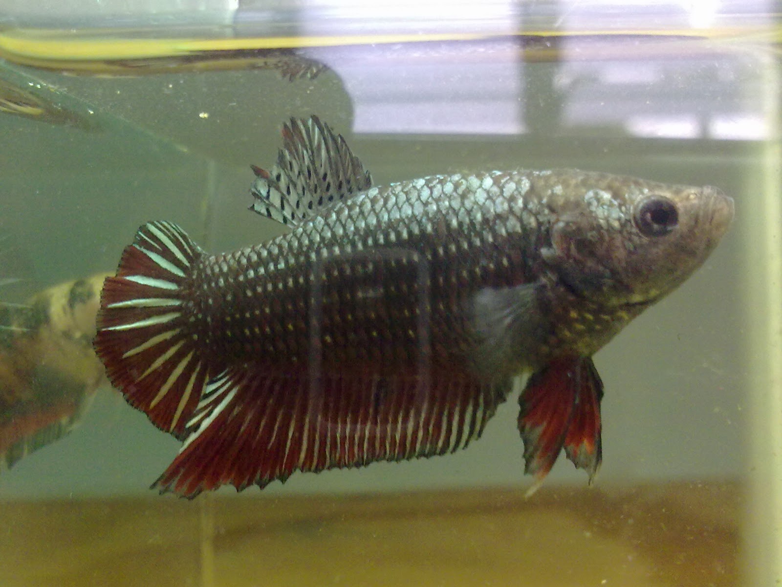 BettaLover Betta for Sale HMPK Copper Red Female 1 RM45