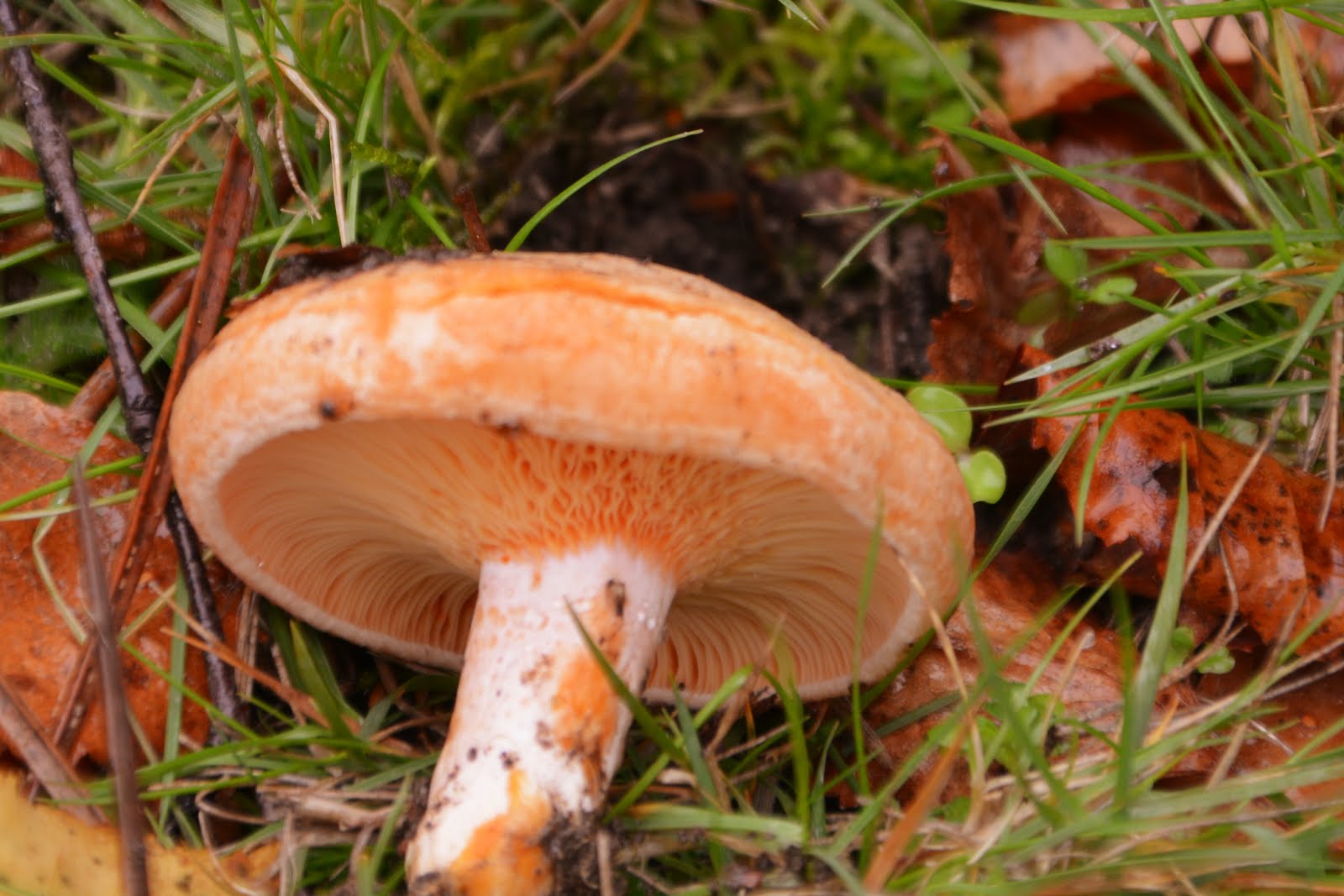 Lactarius deliciosus.