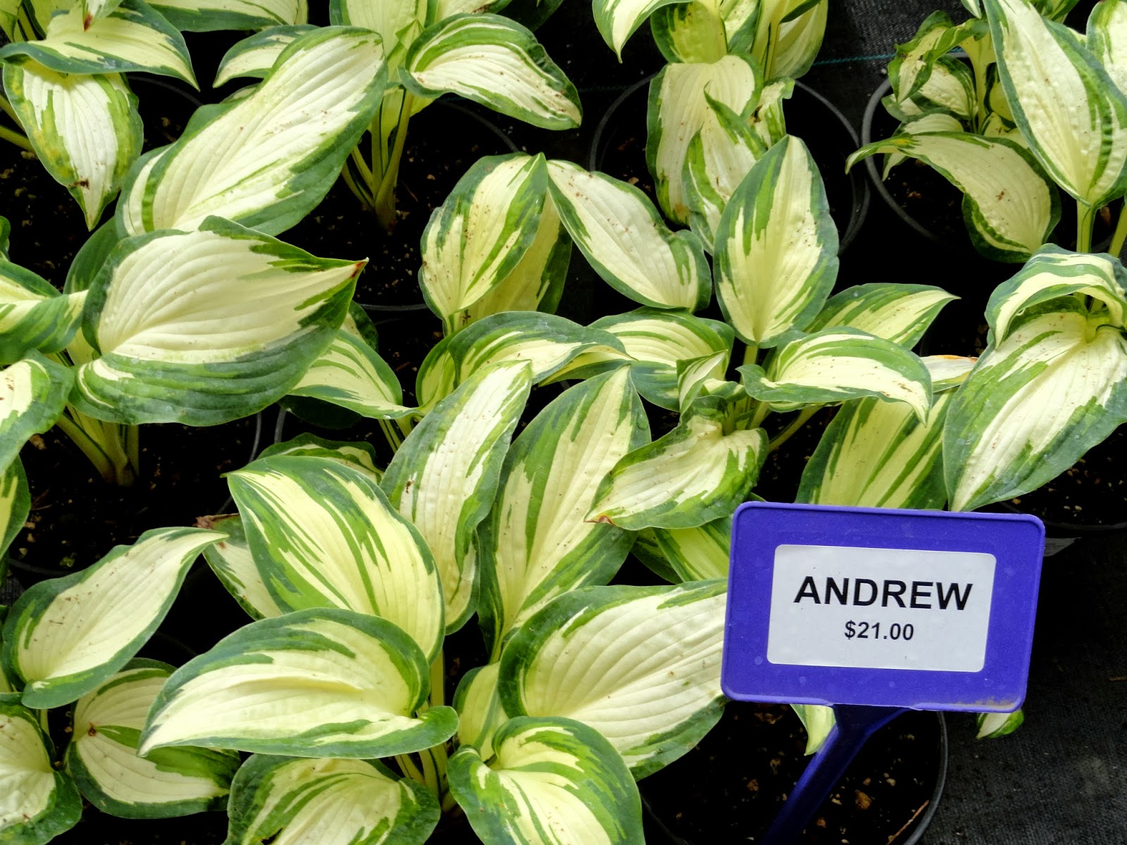 danger garden A visit to Sebright Gardens…