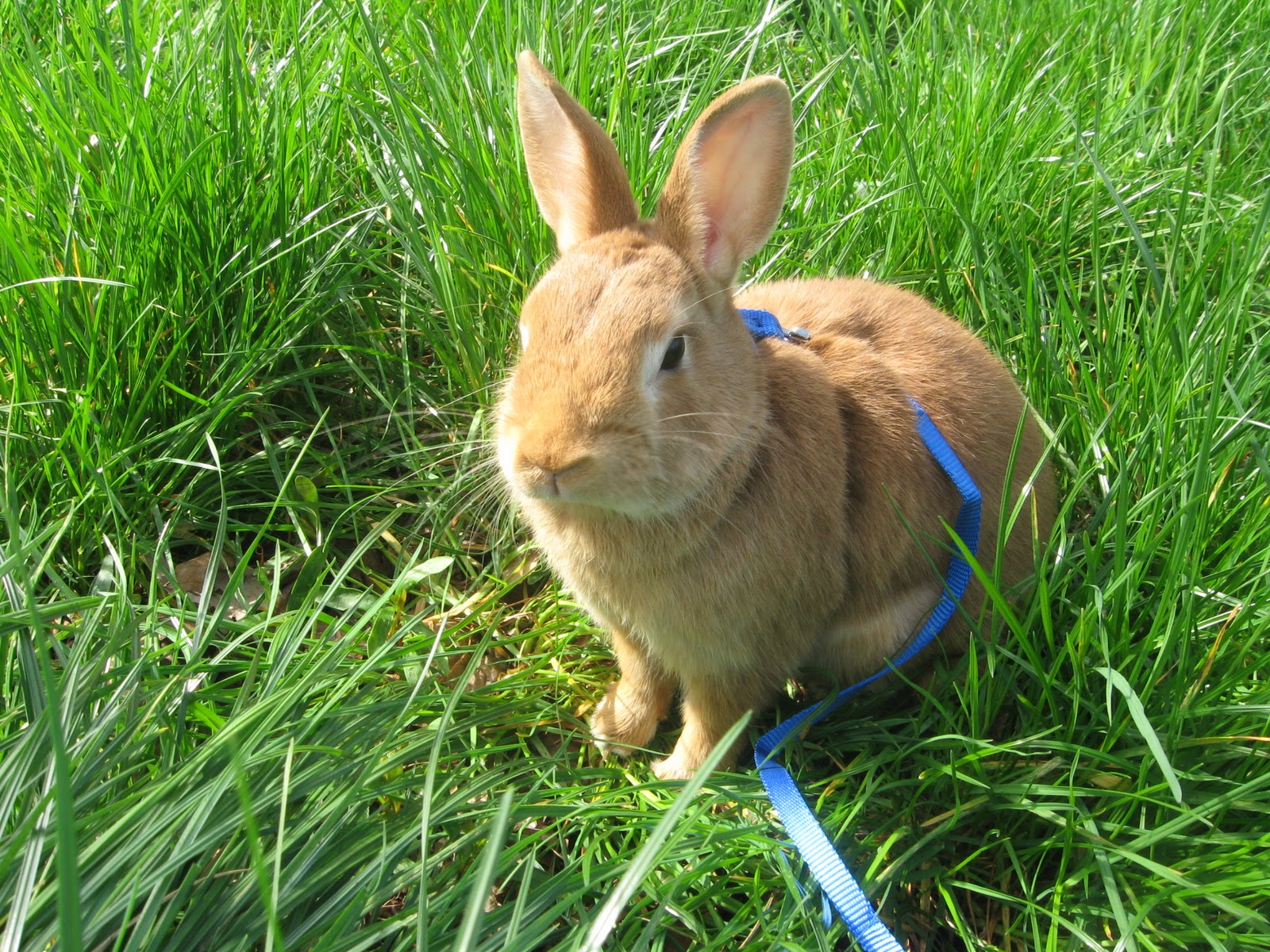 Uniflame Creates Meet the rabbits