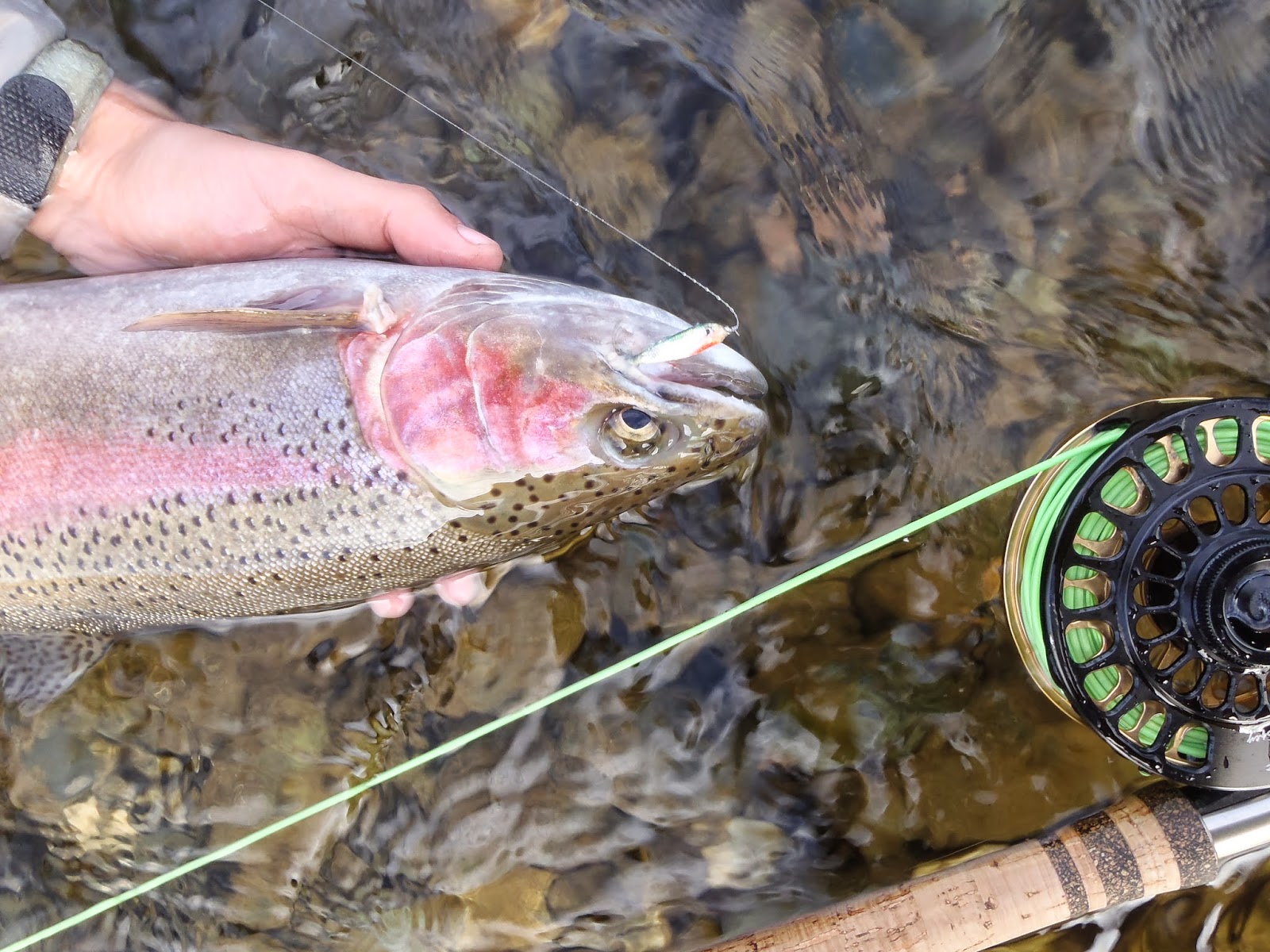 Irideus International Spey Casting & Fly Fishing Forum: Fly fishing  steelhead and trophy trout with Irideus minnow fly fishing fly patterns is  something to hang on to.