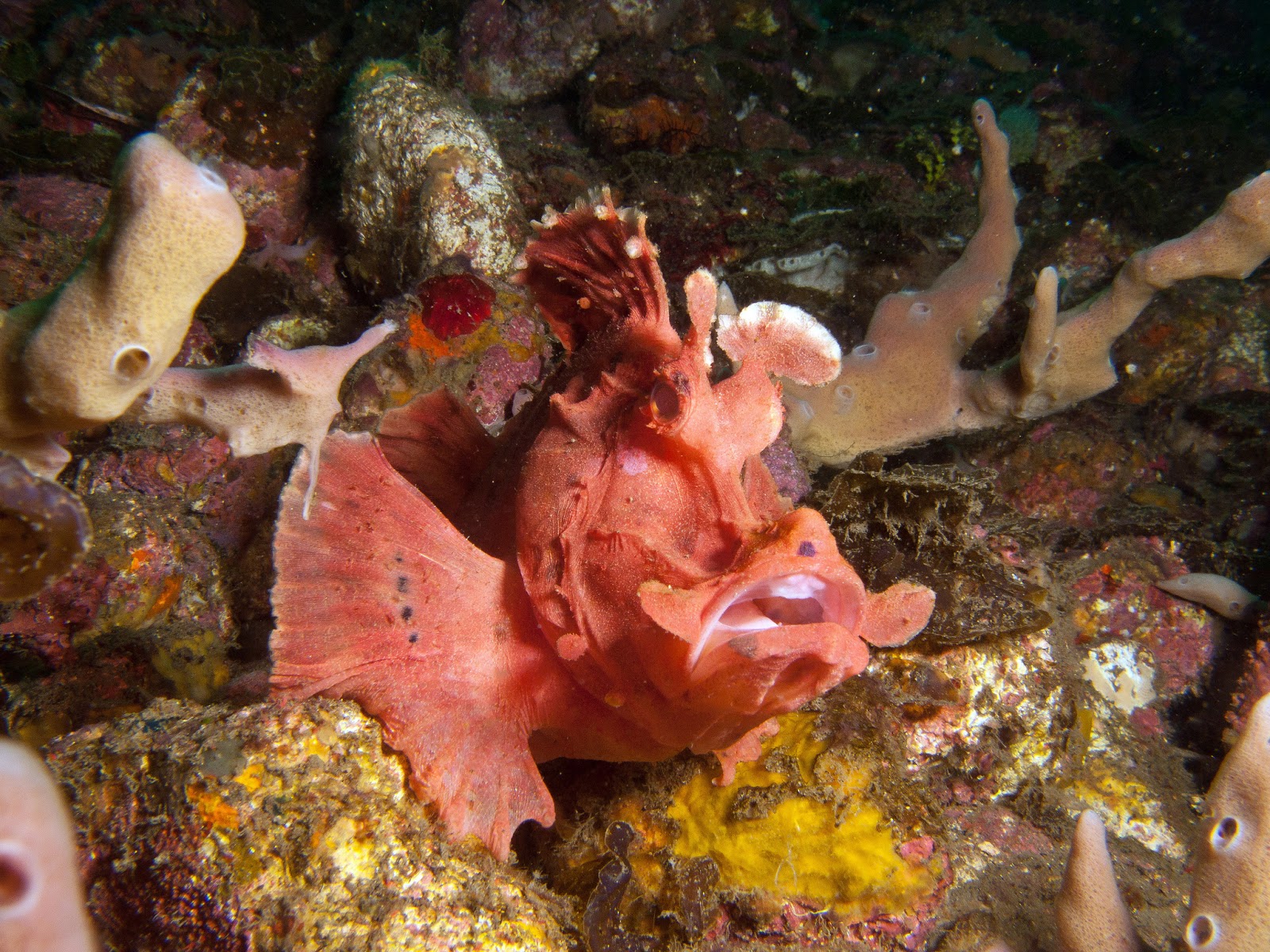 real monstrosities rhinopias scorpionfish