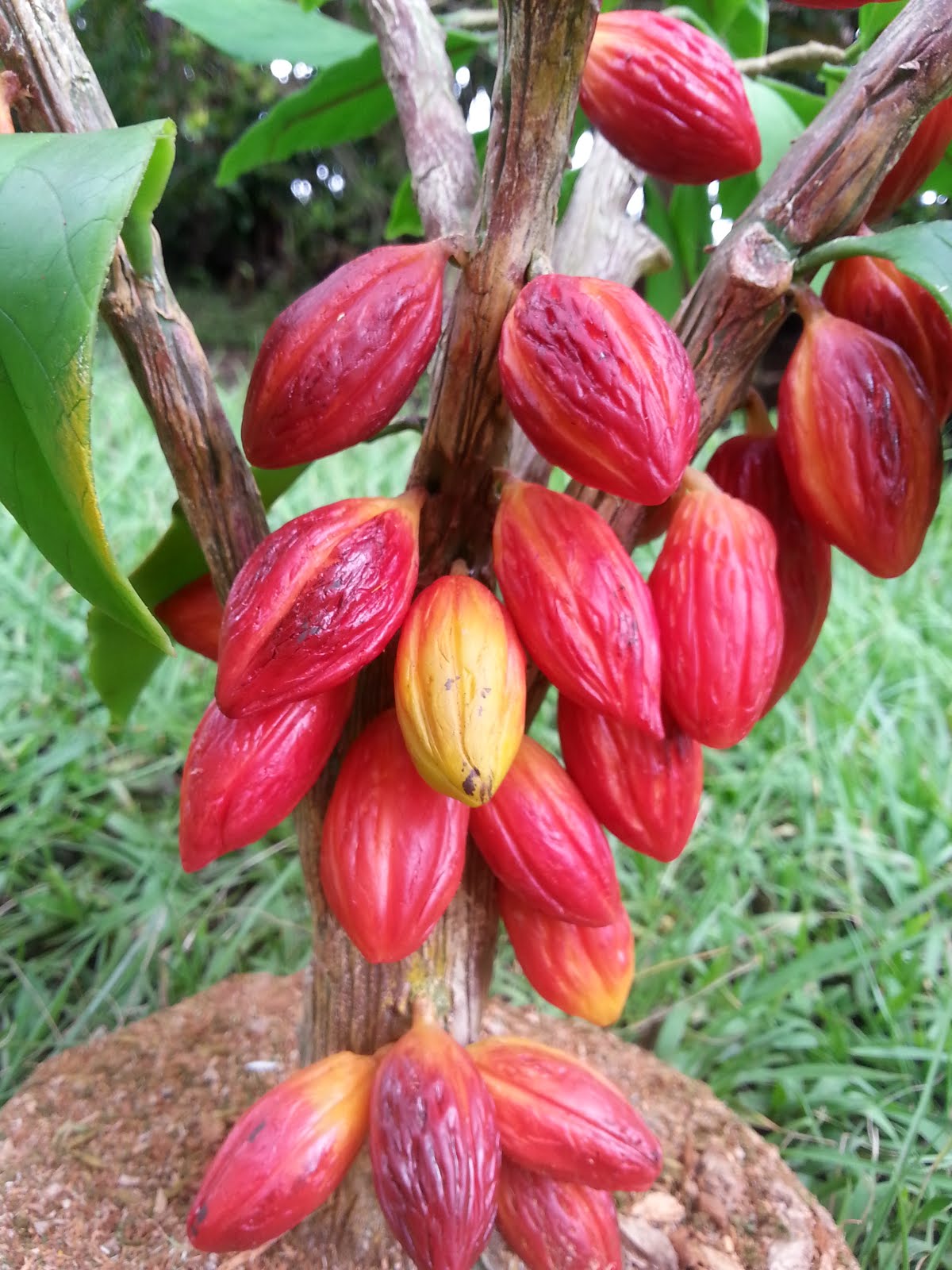 Arbol de Cacao