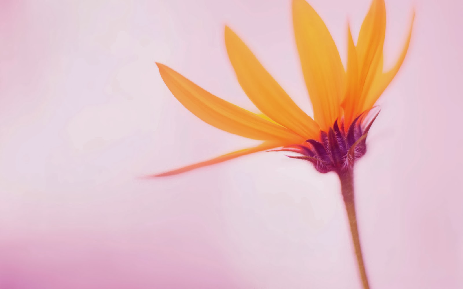 new-hd-flowers-wallpaper-and-desktop-background new-hd-flowers-wallpaper-and-desktop-background
