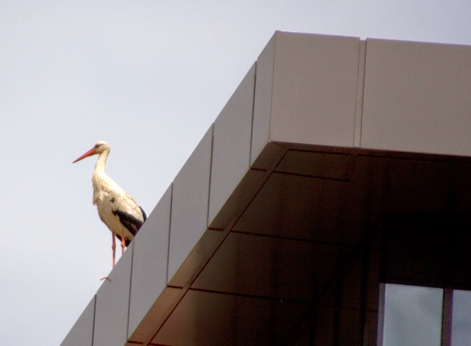 The town stork The town stork