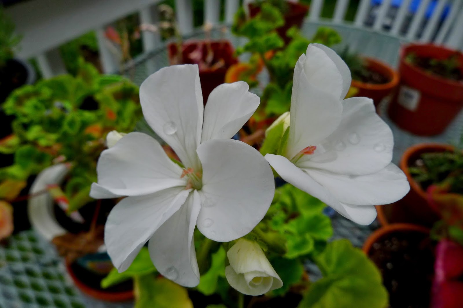 White geranium