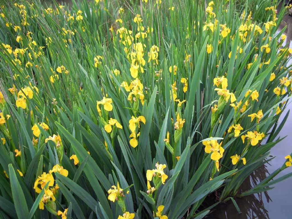 Green N' Style Landscaping and Design Plant in Focus Yellow Iris