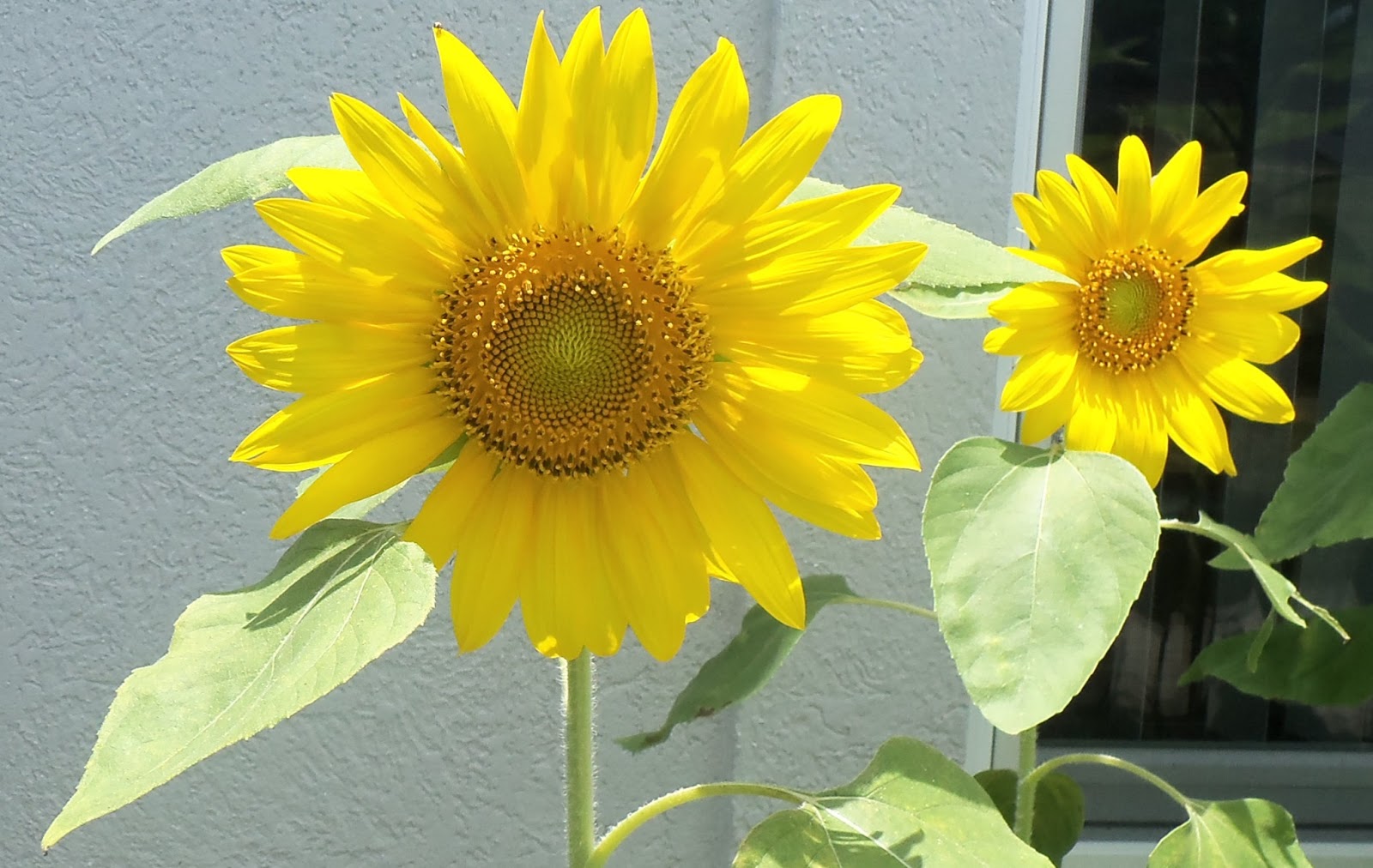 My Life Among the Lithops (and Other Strange Plants) Helianthus annuus