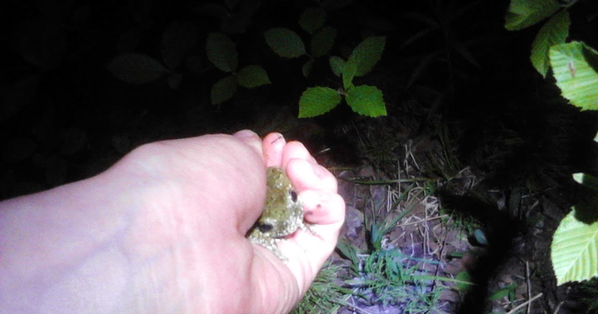 Learning In Nature Tree Frogs of Maine