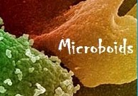 Medical Microbiology