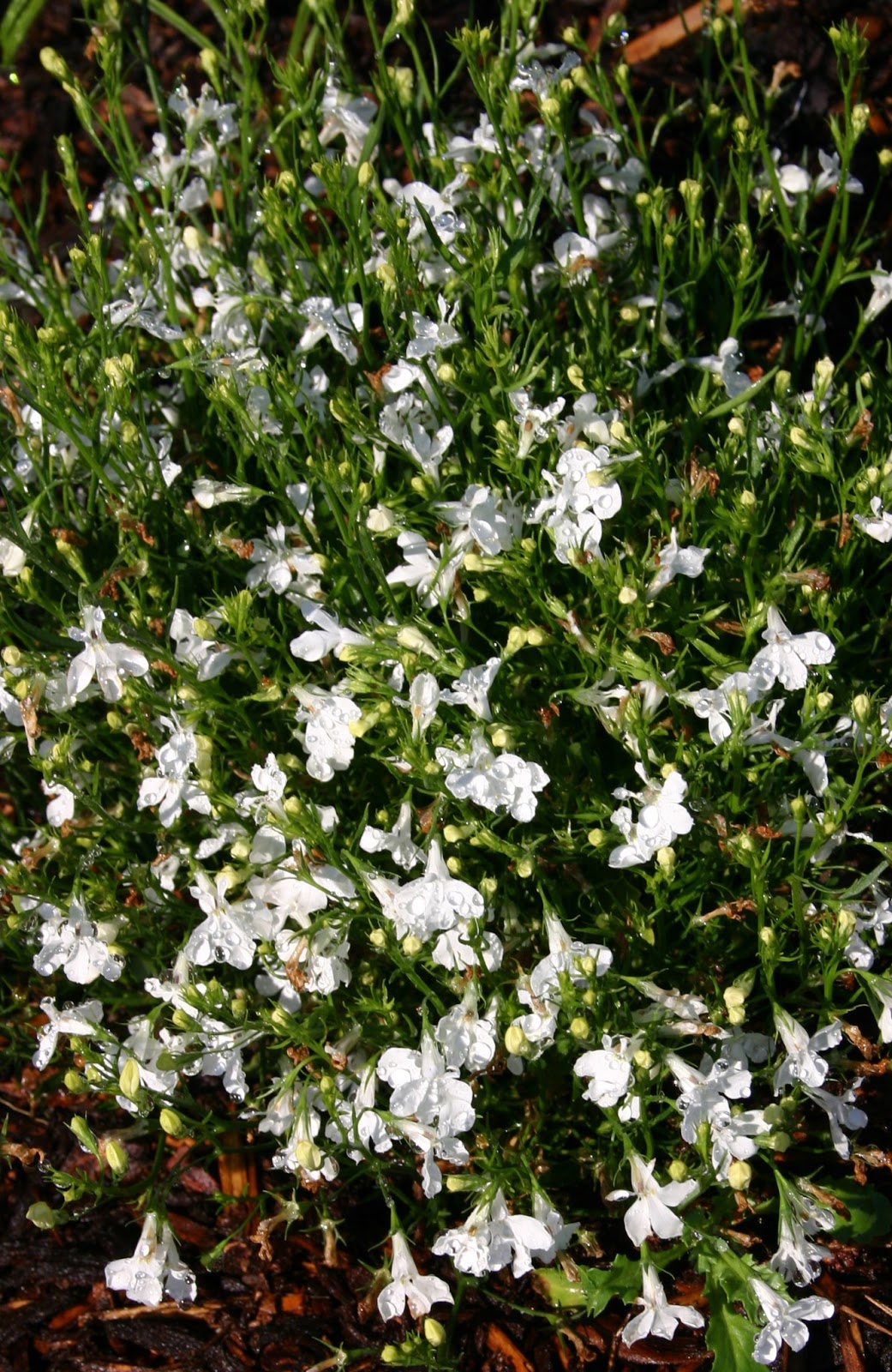 Http 3 Bp Blogspot Com Ogu7b6ew7 A Ugg5lax7cxi Aaaaaaaawvw