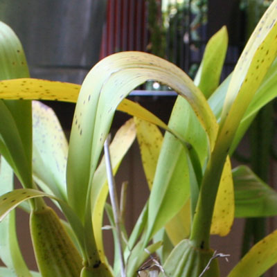 The Rainforest Garden How To Fix An Orchid