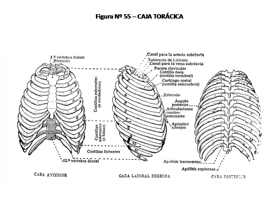 Atlas completo de anatomia humana