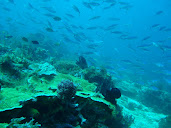 #6 Coral Reef Wallpaper