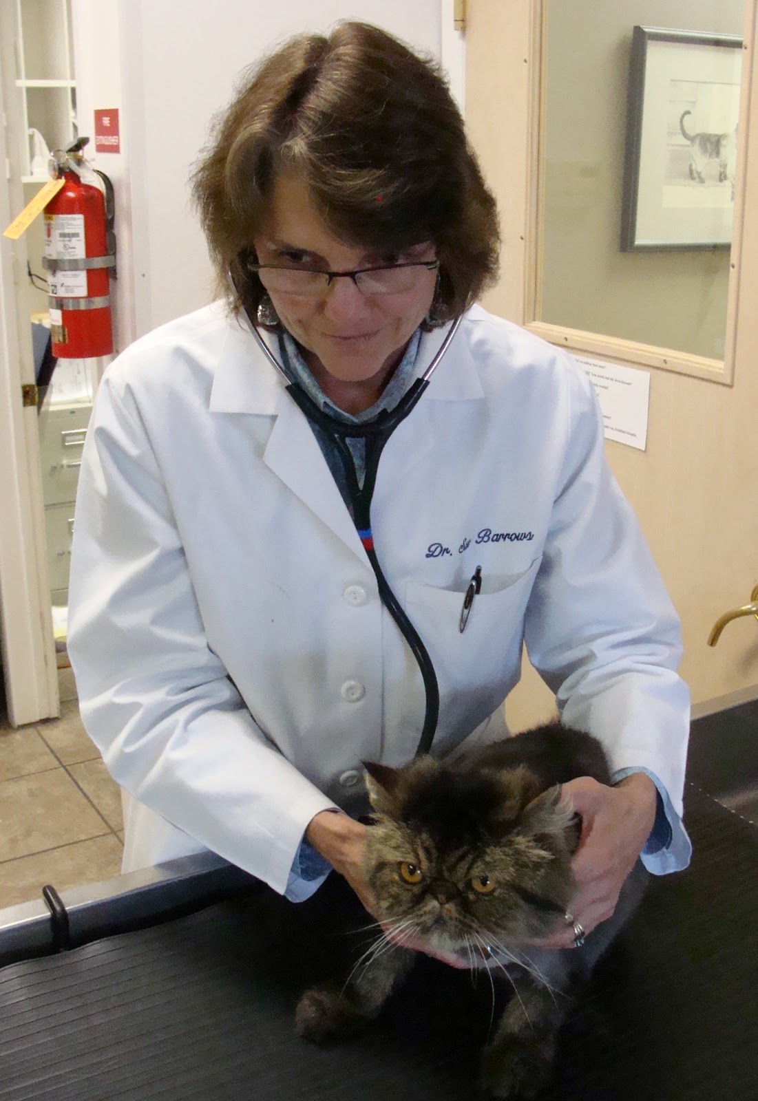 Animal Medical Center Staff Spotlight Dr. Dawn Kelly Relief
