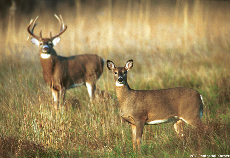 two_white_tailed_deer.jpg