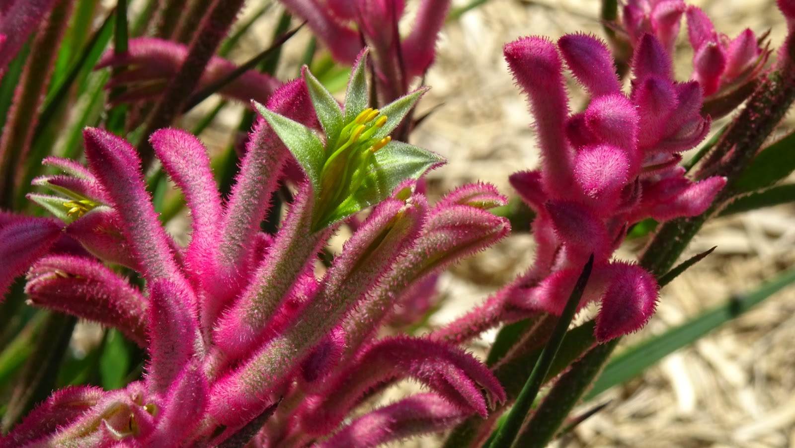 NixPages KANGAROO PAW