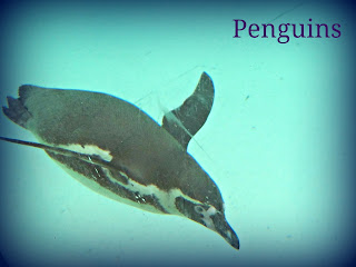 london zoo, zoo, penguin, picmonkey photo