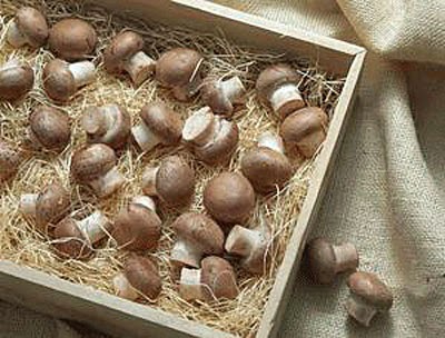 Champignons selber anbauen Champignonanbau im Garten