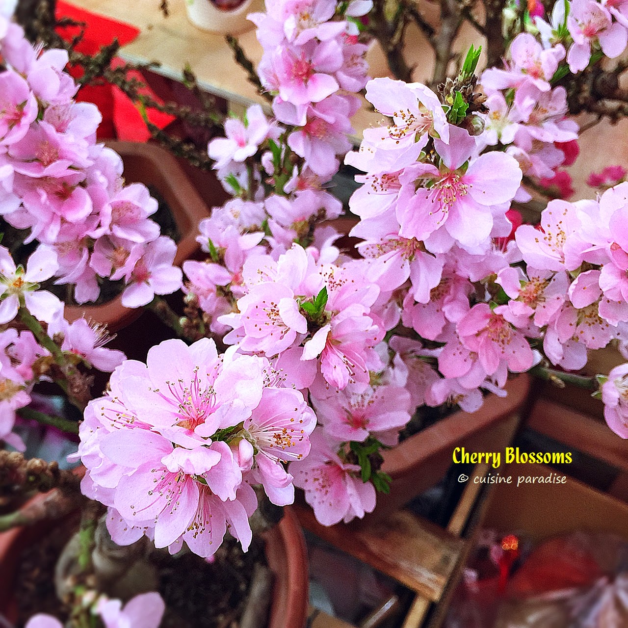 Cuisine Paradise | Singapore Food Blog | Recipes, Reviews And Travel