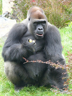 eastern gorilla