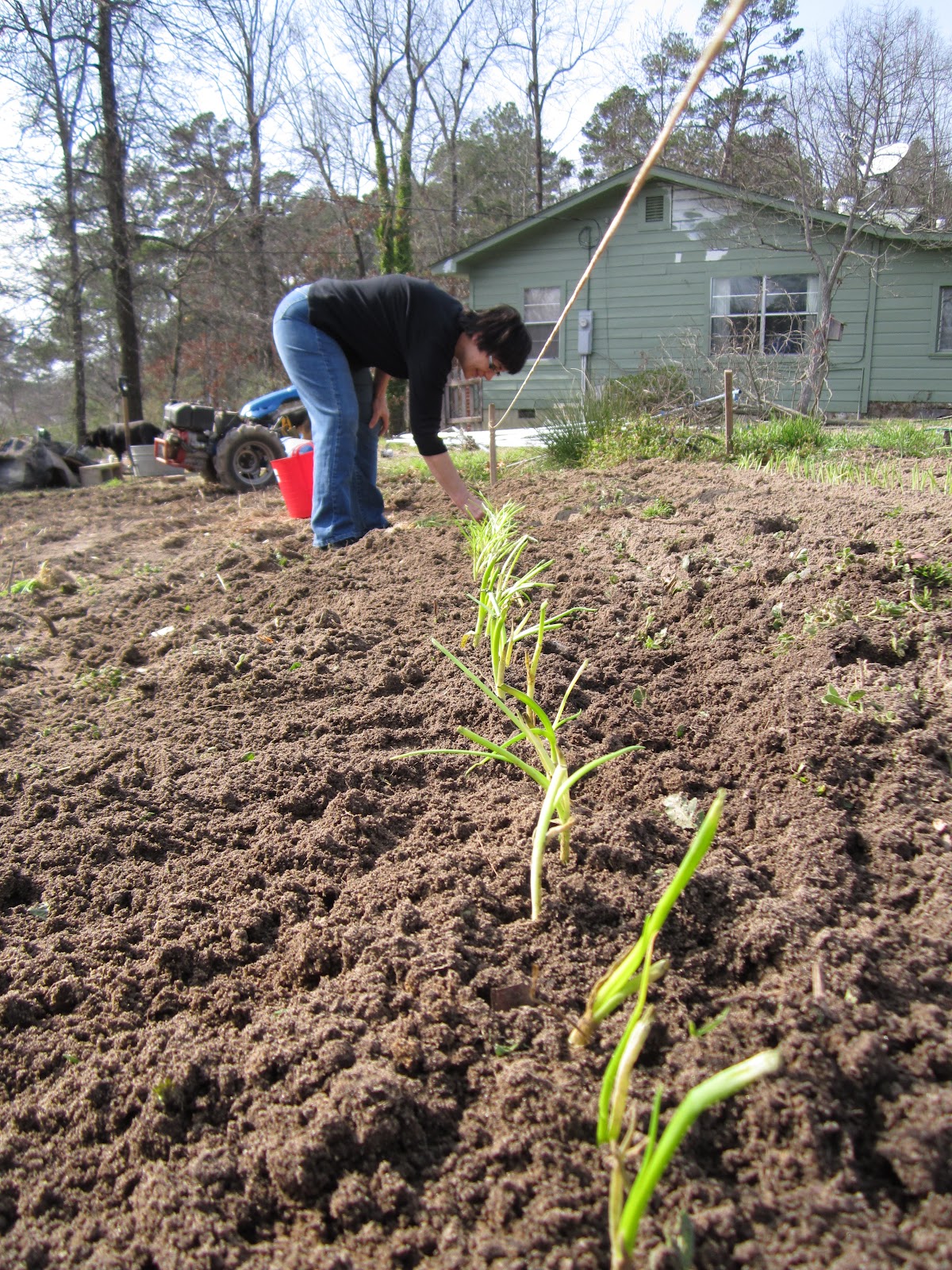 Real Food in Little Rock Willow Springs Market Garden
