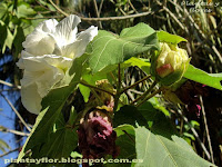 Hibiscus mutabilis 'Flore Pleno'