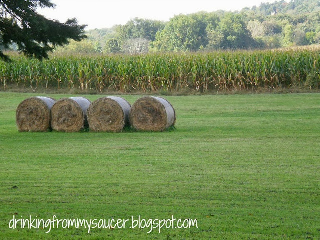Drinking From My Saucer :: An Early Fall Drive