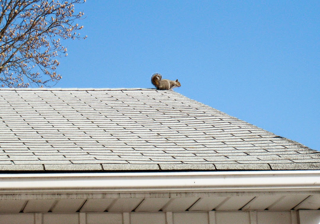 squirrel on the roof