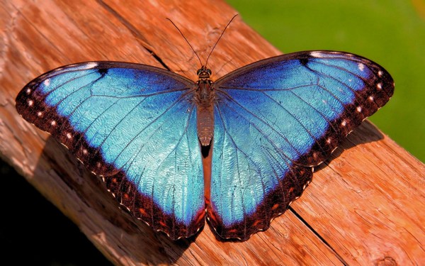 Download Butterfly HD Wallpapers for PC