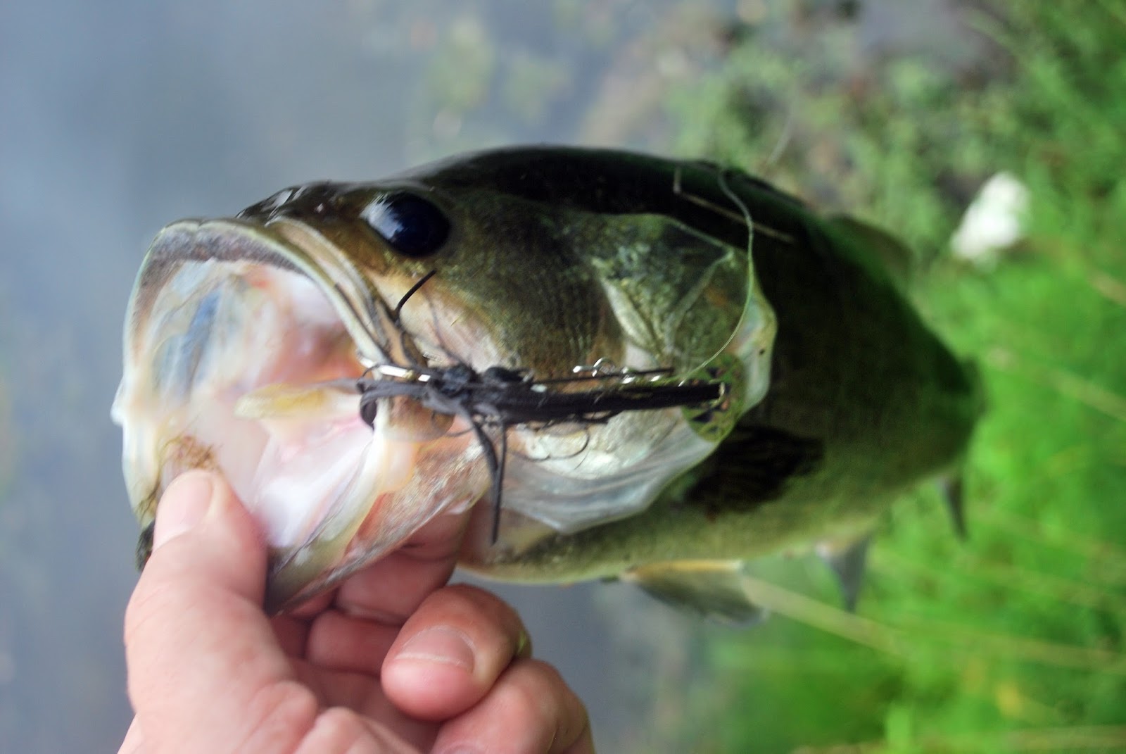 Litton's Fishing Lines Fishing Pressure on Pond Largemouth Bass
