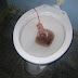 Alunas encontram feto no vaso sanitário de escola em João Pessoa