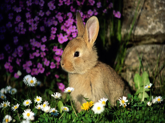 صور جميله للحيوانات صغيره The+Little+Rabbit+Apple+Animal+Photo