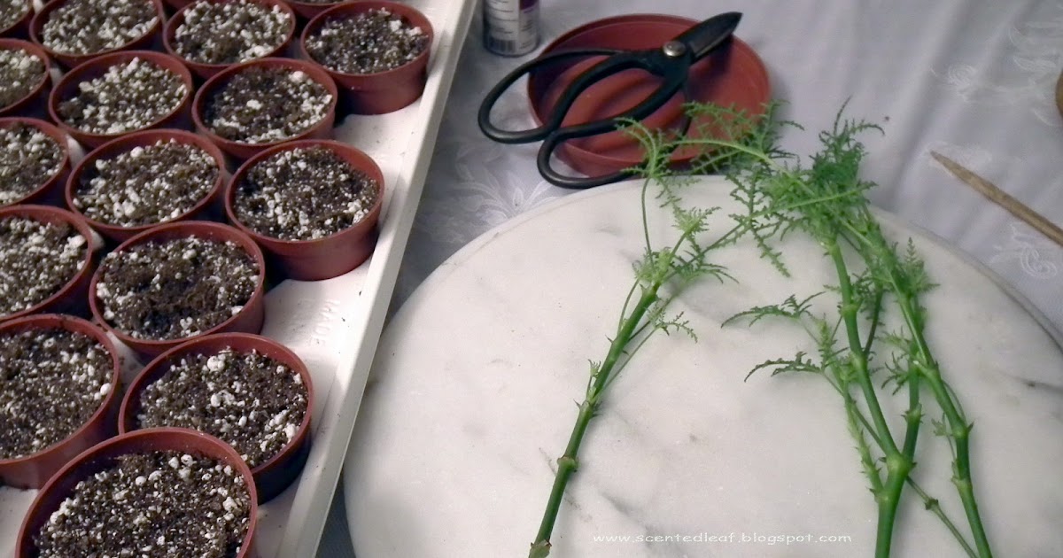 Scented Leaf Best Time to Root Pelargoniums Cuttings