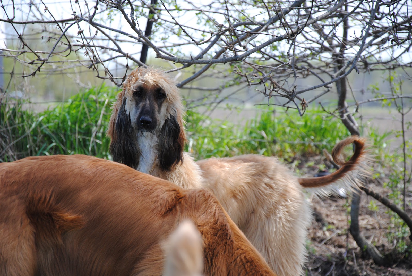 Willow Afghan Hound Rescue