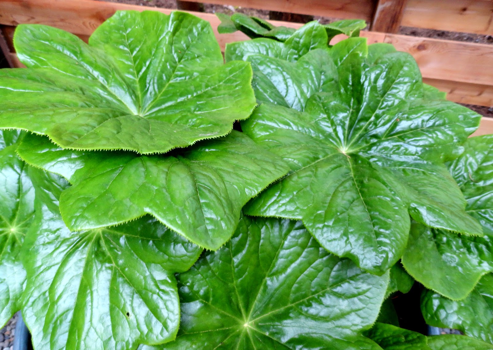 The Early April Garden