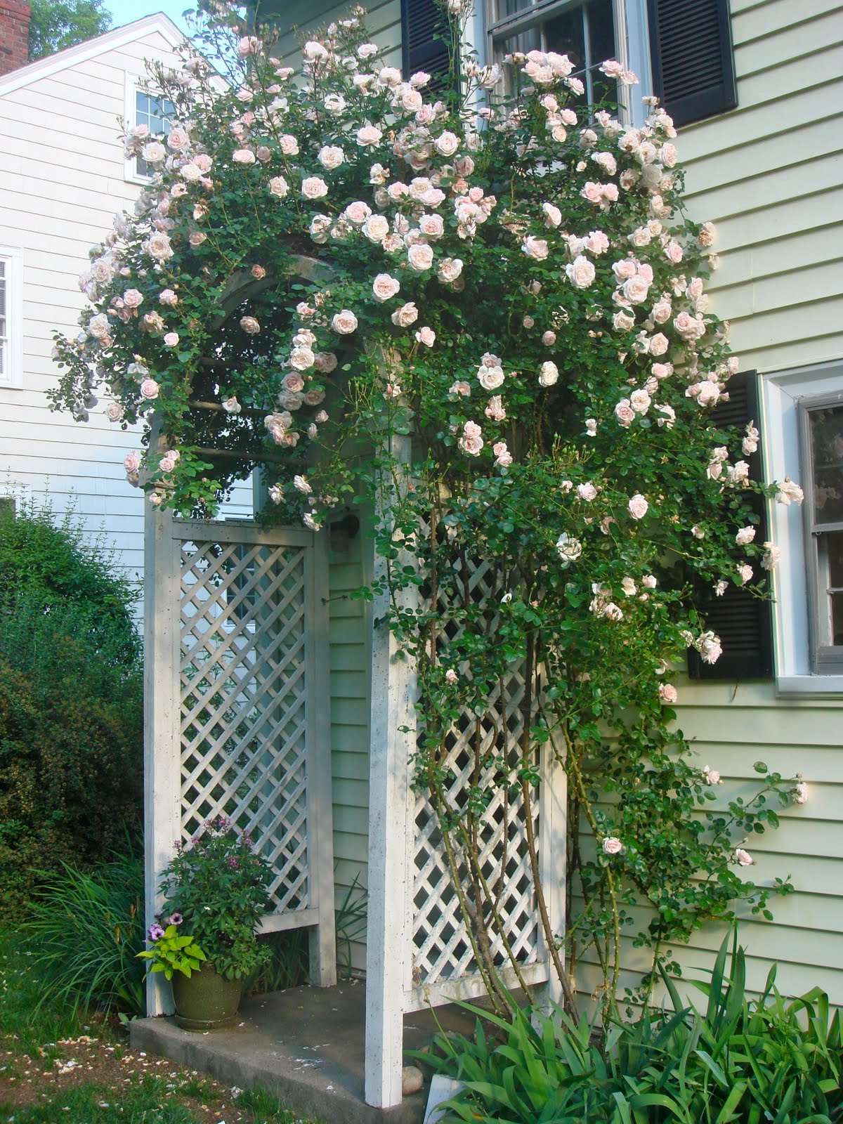 the back quarter acre: "New Dawn": it's on!