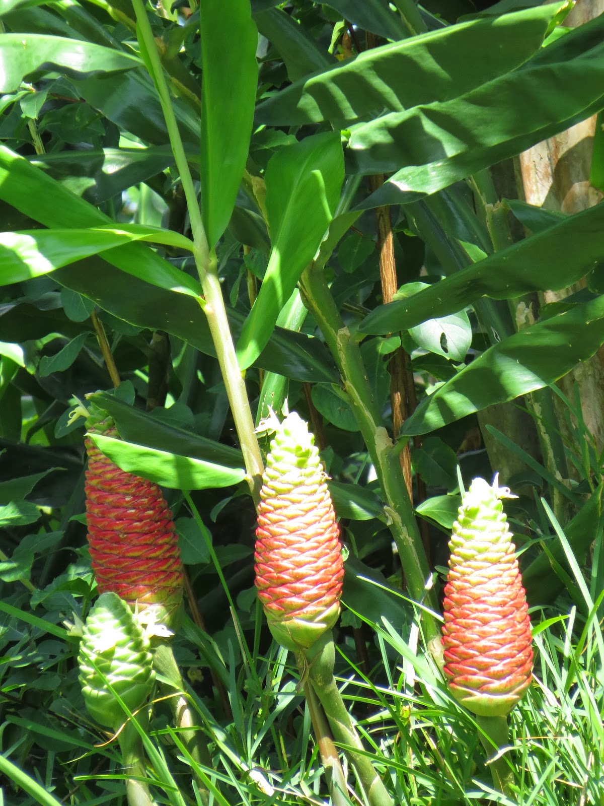Simply Living Ginger plant's fragrant liquid makes it a useful beauty