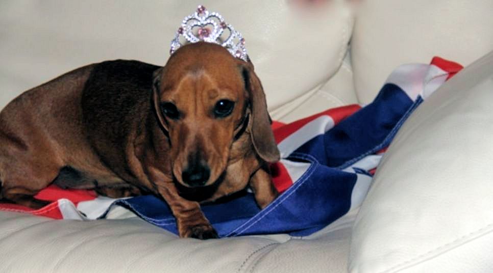 The Long and Short of it All A Dachshund Dog News Magazine God Save The Queen
