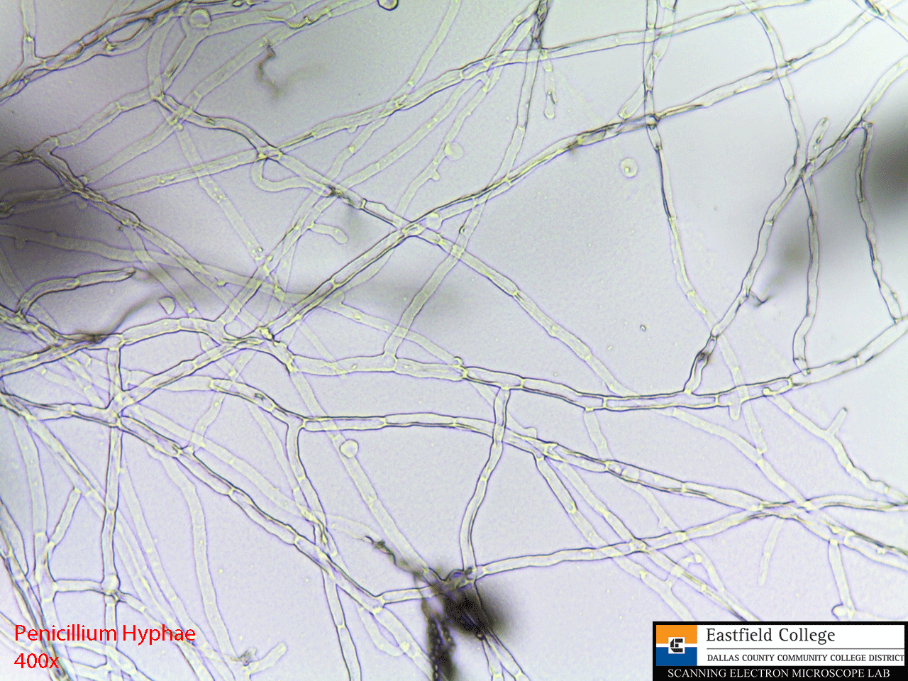 Scanning Electron Microscope Blog April 2013