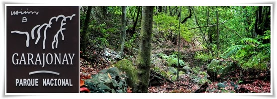 Parque-Nacional-De-Garajonay-La-Gomera