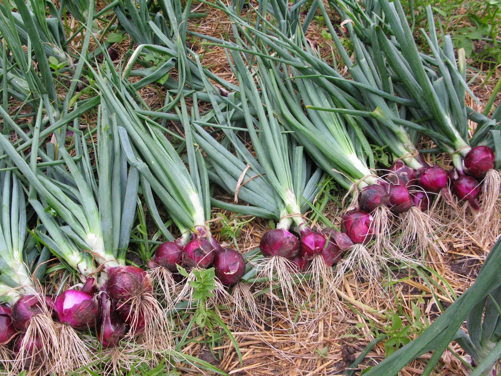 nagrajnews How to Grow Onion & Earn More in India?