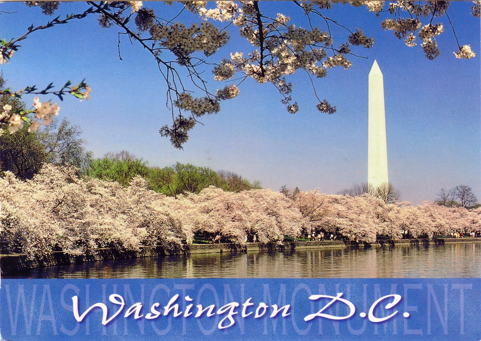 One Postcard a Day National Cherry Blossom Festival