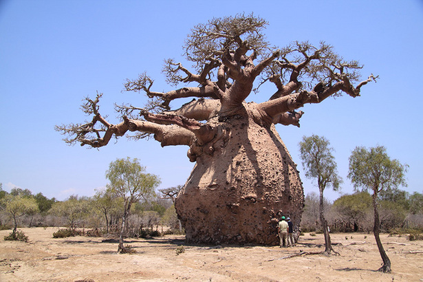 شجرة الباوباب .. Baobab+tree