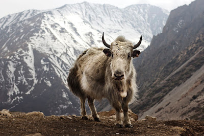 Ubuntu 16.10 Codename Revealed: Yakkety Yak