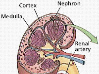 Excretory System Diagram Excretory System Diagram