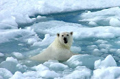 Oso polar