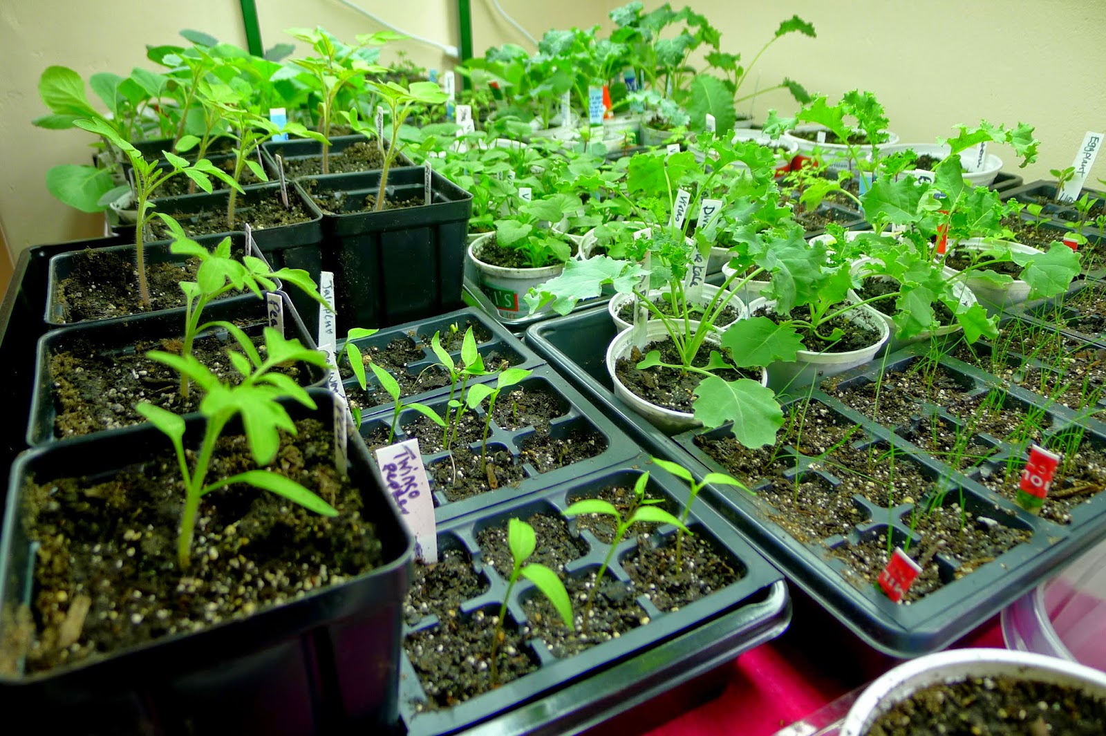 Seedlings under grow lights
