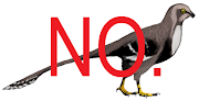 No Feathers (dalianraptor fg no)